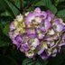 Does a Hydrangea Flower Have Special Meaning?