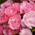 The Best Types of Roses for Every Garden