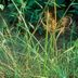 Gardening Basics: Identifying Weeds in Your Yard