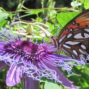 gulf fritillary on passionvine