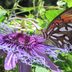 Grow Passionvine as a Host Plant for Butterflies