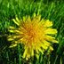 7 Surprising Dandelion Facts You Should Know