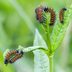 Caterpillar Cafe: Grow Host Plants to Attract Caterpillars