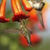 Top 10 Vines to Grow for Hummingbirds