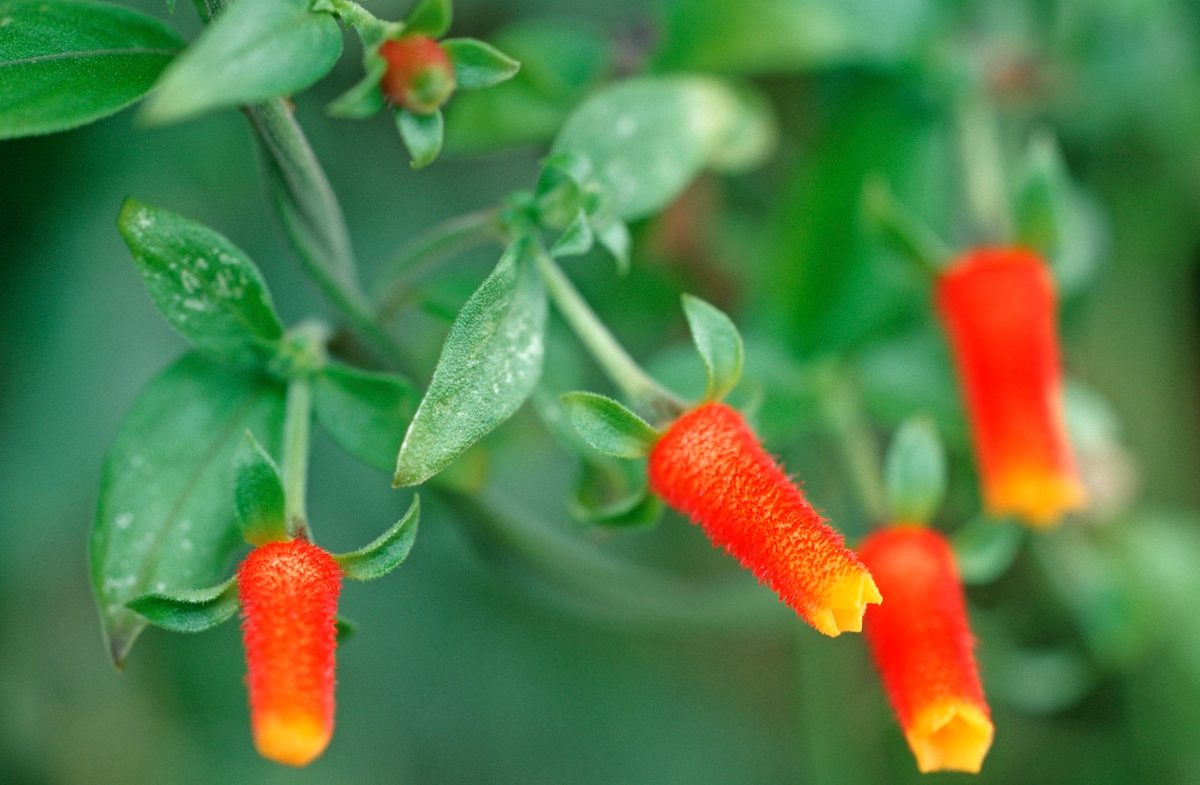 Grow Candy Corn Vine as a Sweet Treat for Hummingbirds