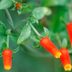 Grow Candy Corn Vine as a Sweet Treat for Hummingbirds