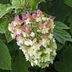 Oakleaf Hydrangea Care and 11 Varieties to Grow