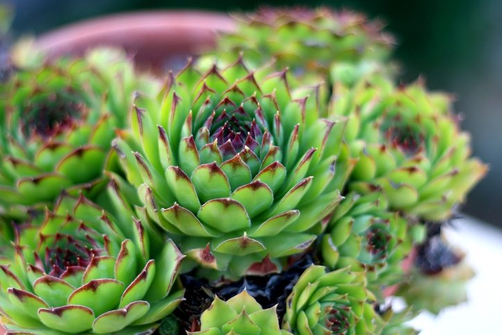 Top 10 Hard to Kill Houseplants