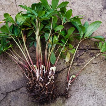 Dividing Hellebores, free plants