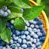 How to Grow Blueberries in Your Own Backyard