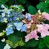 A Tuff Stuff Mountain Hydrangea Is Tougher Than It Looks