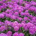 Top 10 Bushes With Pretty Purple Flowers