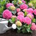 When to Prune Hydrangeas for Big, Showy Blooms