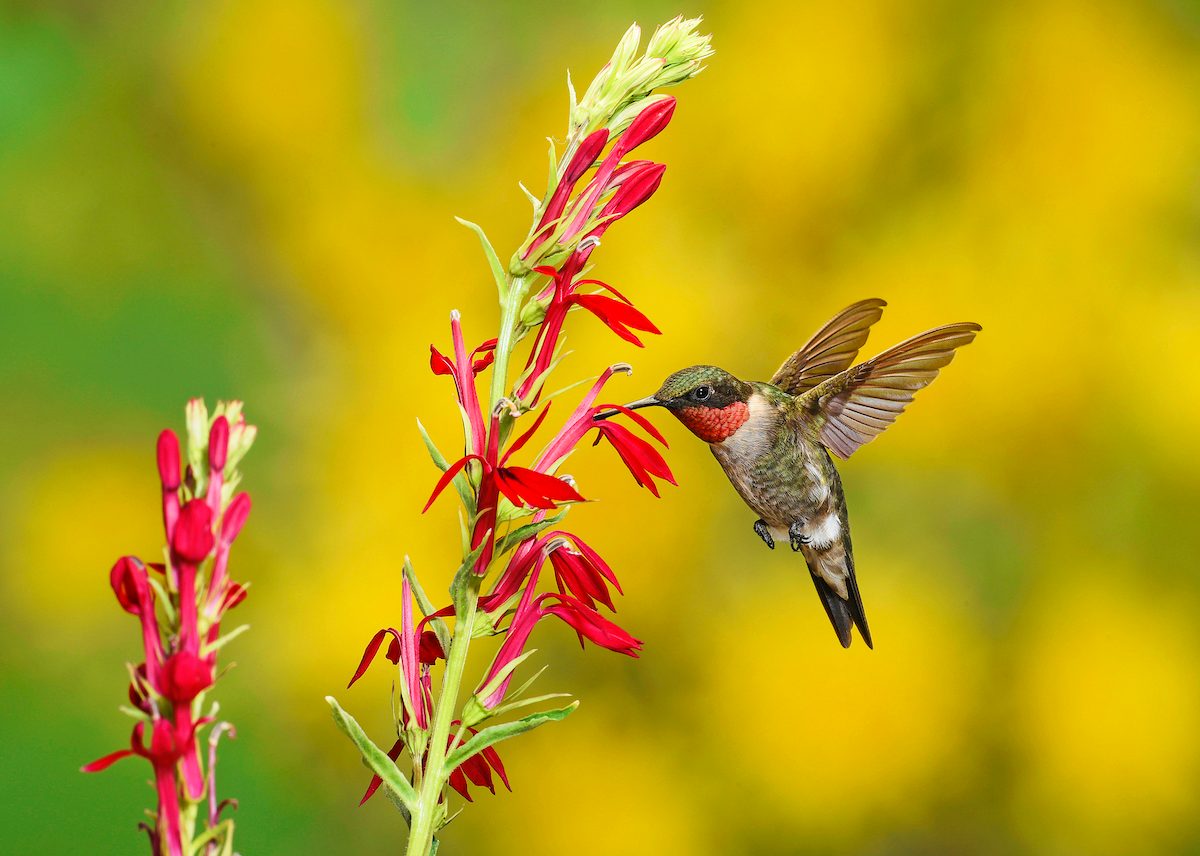 Late Summer and Fall Flowers for Hummingbirds