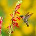 Late Summer and Fall Flowers for Hummingbirds