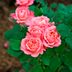 This Easy-Care Coral Shrub Rose Is Ravishing