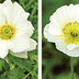 Poppy vs Anemone Flowers: Whatâ€™s the Difference?