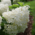 6 Stunning White Hydrangea Bushes to Grow