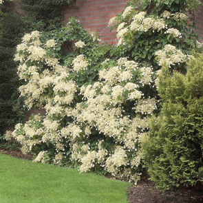 climbing hydrangea