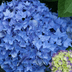 6 Breathtaking Blue Hydrangea Bushes to Grow