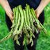 Expert Tips for Growing Asparagus at Home