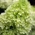 Grow Green With Limelight and Little Lime Hydrangeas