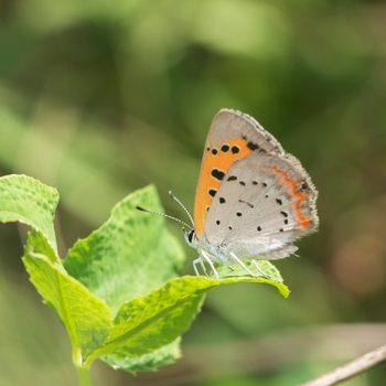 small butterfly American Copper (lycaena Phlaeas) In Prairie Lawrence Co. Il