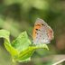 7 Small Butterflies You Should Never Overlook