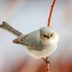 How to Identify and Attract a Bushtit Bird