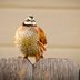 How to Identify a Northern Bobwhite