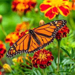 monarch butterfly flowers