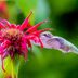 Plant Bee Balm in Your Pollinator Garden