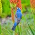 Grow Red Hot Poker for a Flock of Pollinators