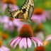 Everything You Need to Know About Swallowtail Butterflies