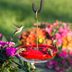 Expert Picks for the Best Hummingbird Feeders