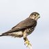 Meet the Merlin: Falcon on the Hunt