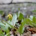 Native Trout Lily Adds Early Spring Color to Shade