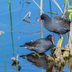 How to Identify a Common Gallinule