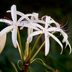 Crinum Lily Care and Growing Tips