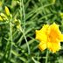 Stella D'Oro Daylily Is a Resilient Garden Star