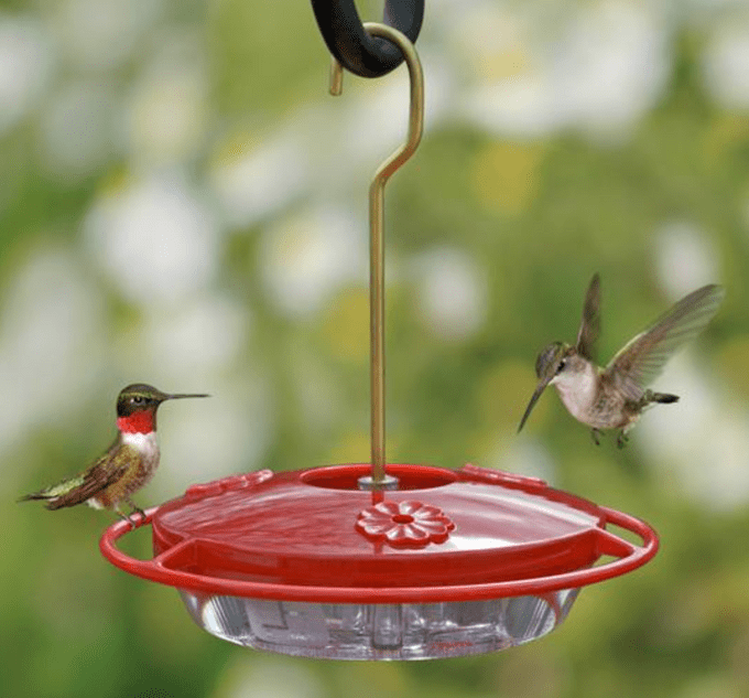 aspects mini saucer feeder