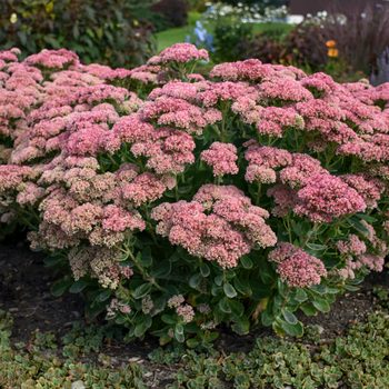 Sedum 'autumn Joy' ('herbstfreude') 0002 High Res