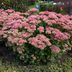 Autumn Joys: The Ultimate Sedum Plant Guide