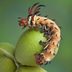 7 Fascinating Caterpillar Facts You Should Know