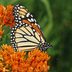 6 Fascinating Milkweed Facts You Should Know