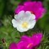 Moss Rose Care and Growing Tips