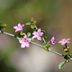 Serissa Bonsai: Japanese Sun Rose Care