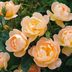 How to Grow Roses From Cuttings