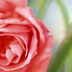 Why Do Roses Have Thorns (and Hips)?