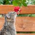 Are Roses Toxic to Cats and Dogs?